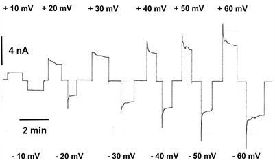 Historical Perspective of Pore-Forming Activity Studies of Voltage-Dependent Anion Channel (Eukaryotic or Mitochondrial Porin) Since Its Discovery in the 70th of the Last Century